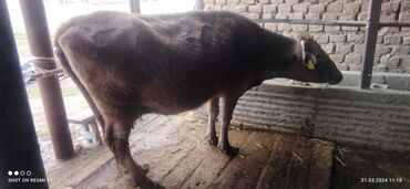 лебединовка быки: Продаю | Корова (самка) | Алатауская | Для разведения, Для молока | Стельные