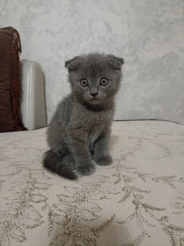 домик для: Шотландский вислоухий котёнок (Scottish Fold) - Окрас: сплошной серый