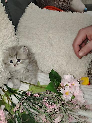 Кошки: Şirin balaca pişik balaları - Cins: Uzun tüklü, yumşaq və sıx örtüklü — 4