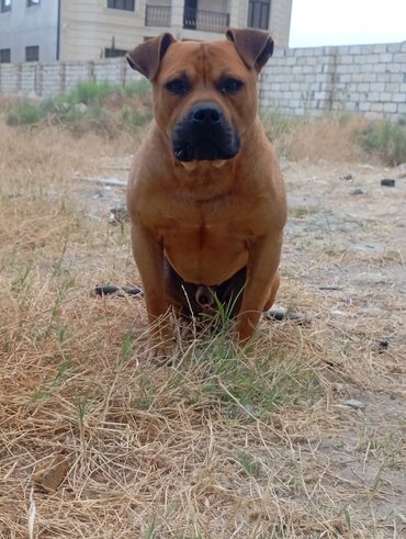 pulsuz itler verilir: Pitbul, 2 il, Erkek, Cütləşmə üçün, Ünvandan götürmə, Pulsuz çatdırılma, Ödənişli çatdırılma