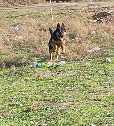 İtlər: German Shepherd, 11 months dog, Male dog, With vaccinations, Ünvandan götürmə