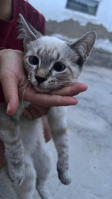 собаки каракол: 3 айлык, Эркек, Аргын — 1