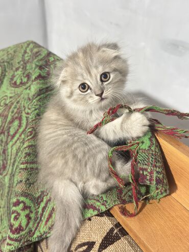водолазка с открытыми плечами: Шотландское вислоухие котята.5000сом
