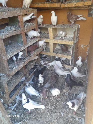 danişan quş: Məhsul: Ev göyərçinləri (qarışıq rəng və cinslər) Təsvir: -