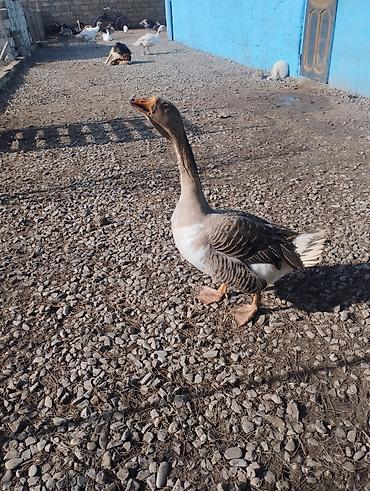 Qazlar: Məhsul: Ev quşları – qaz və hind toyuğu Təsvir:Hinduşka diri çəkisi — 13