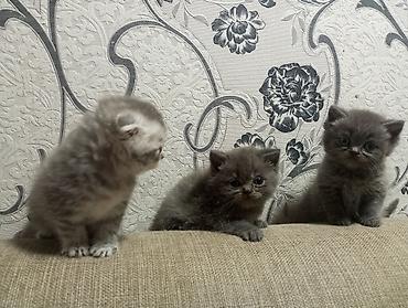 Pişiklər: Şotland yastı qulaq, Erkək, Ünvandan götürmə — 10