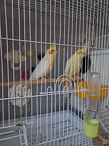 avcarka balaları: Ajerilla qusuyla barter var. Sağlam və Məhsuldar Korella Cütü ​Çox — 1