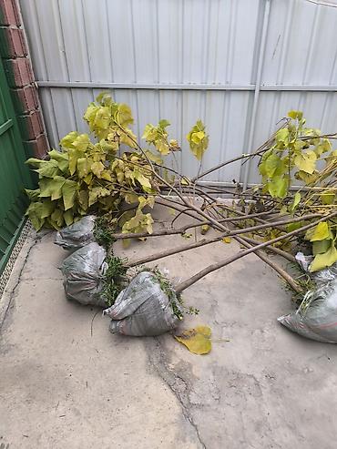 Туя: Туя — 17