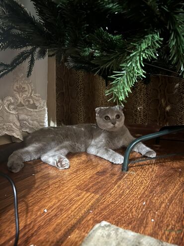 Pişiklər: Şotland, Erkək, Cütləşmə üçün — 8