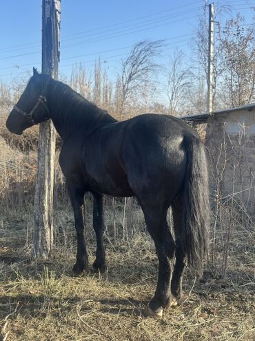 Лошади, кони: Продаю | Жеребец | Рабочий — 8