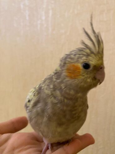 Tutuquşları: Korella,öz papuqaymızdı,bala vaxtdan saxlayırıq 6 aylıqdı, ələ — 11