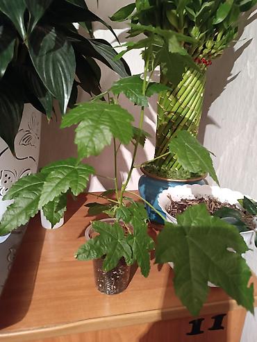 Другие комнатные растения: Комнатные растения — набор 1) Бегония (черенок/молодое растение в — 15