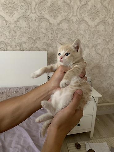 кошка в бишкеке: 2 месяца, Девочка, Приучена к лотку — 2