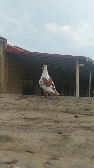 muhabbet qusu: Qoşa qirmizi cep erkek qizgin qusdu quş balaxanidadi