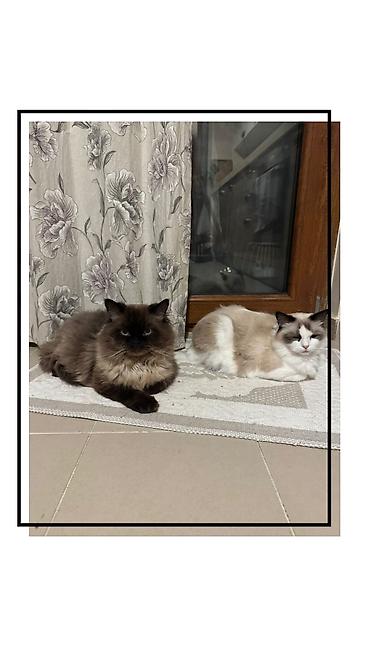 Pişiklər: Ragdoll cinsli balaca pişiklər - Cins: Ragdoll (sakit, mehriban və — 7