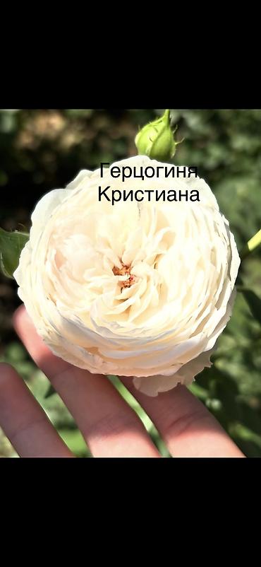 Роза: Саженцы Платная доставка, Самовывоз — 11