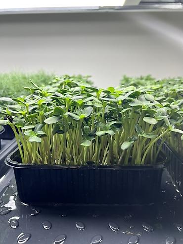 Микрозелень: Микрозелень в Бишкеке Горох подсолнечник, брокколи, горчица, редис — 5
