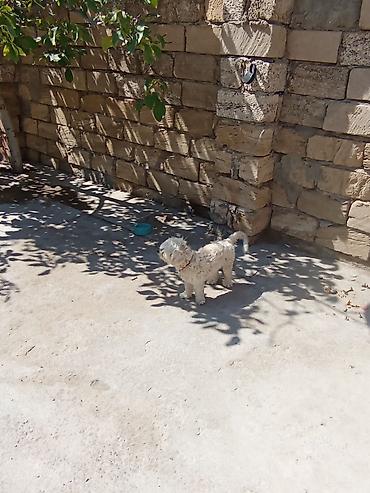 balonka it satilir: Maltipoo tipli kiçik ölçülü it (ağ-krem rəngli, qıvırcıq tüklü) – — 4