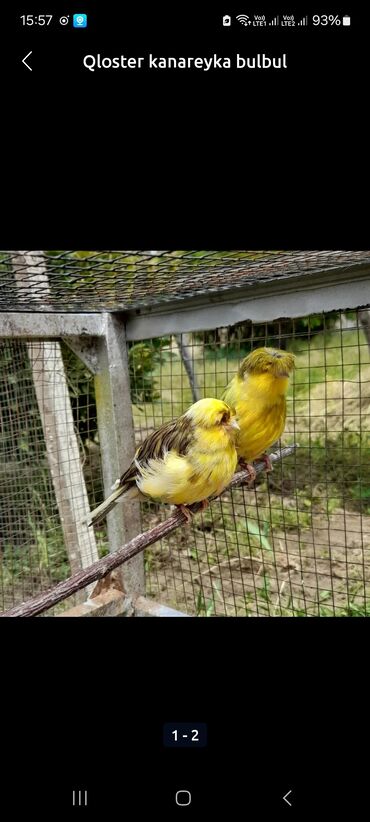 Tutuquşları: Məhsul: Qloster kanareyka (Gloster Canary) Təsvir: - Şəkillərdə