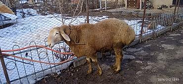 Баран, овца: Продаю | Овца (самка) | Арашан | Для разведения | Племенные — 8
