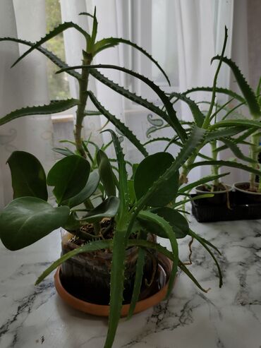 Букетные цветы: Aloe vera bitkiləri müxtəlif ölçülərdə və formalarda mövcuddur. Bu