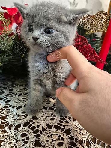 Pişiklər: Şotland — 8