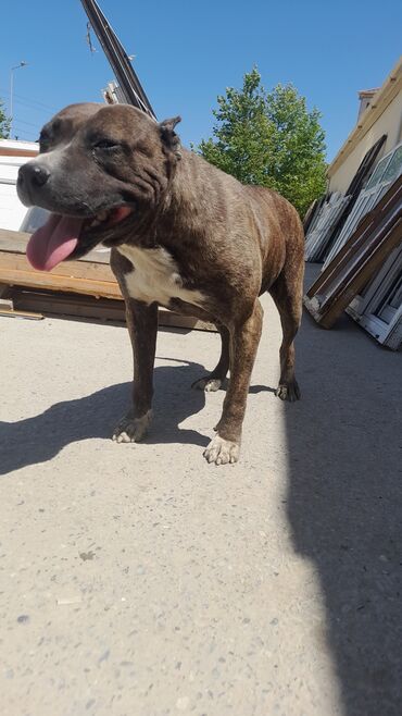İtlər: Pitbul, 1 il, Dişi, Peyvəndli, Ünvandan götürmə