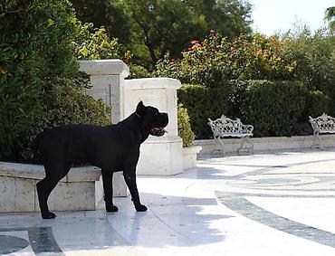 İtlər: Kane-Korso, 1 ay, Erkək — 11
