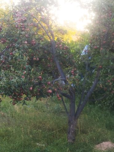 Продажа домов: Дача, 24 м², 2 комнаты — 6