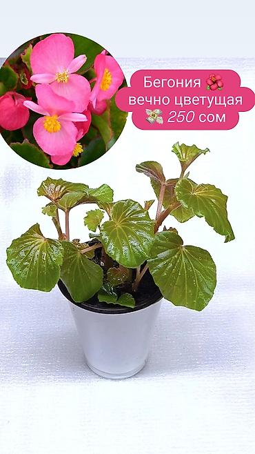 Хлорофитумы: Продаю комнатные растения, цветы . Пассифлора кализия розовая пантера — 6