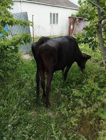 cins inek: Dişi, il: 8, Südlük, Ünvandan götürmə