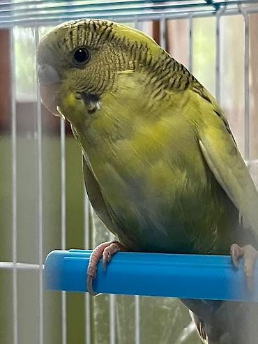 Tutuquşları: 🦜 Satılır – 5 Aylıq Dişi Papuqay 🦜 Sağlam, aktiv və öyrəşmiş dişi — 3