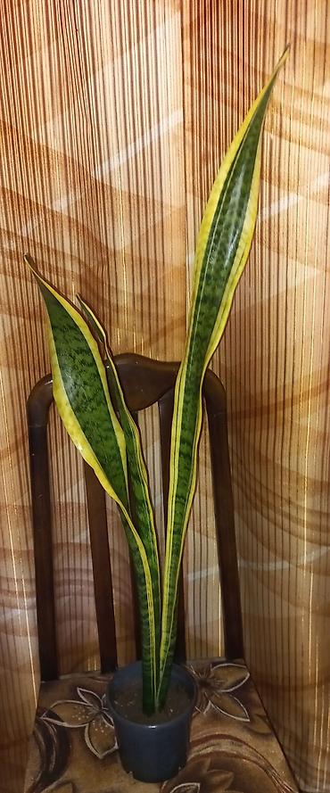 roza: Sansevieria trifasciata ‘Laurentii’ 75 - 90 см.(Qaynana dili) – — 3