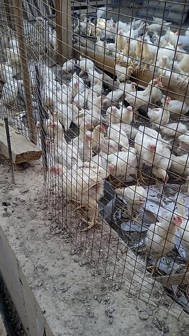 куры гриз бар: Продаю | Цыплята | Бройлерная | На забой — 2