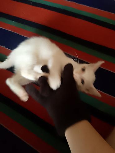 Кошки: Самец, В добрые руки, Самовывоз — 2