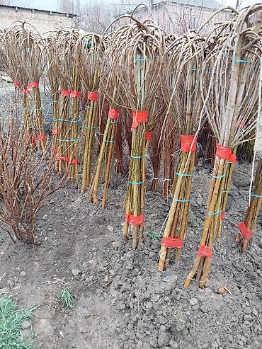 Другие фруктовые и ягодные растения: Саженцы плодовых культур (разные сорта) оптом и в розницу. Успейте — 27