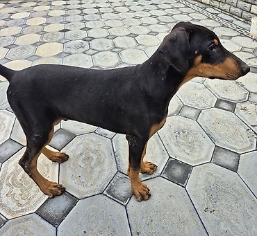 ev itləri satışı: Doberman, 5 ay, Erkək, Peyvəndli, Ünvandan götürmə — 2
