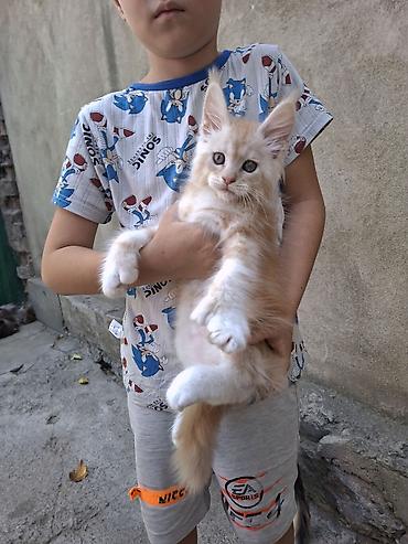 ✨ Шикарные котята-полидакты ✨ В продаже очаровательные