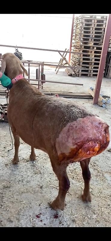 Услуги ветеринара: 🐄 VetProKg ✔️ Тажрыйбалуу адис ✔️ Чакыруу менен чыгуу ✔️ at lalafo.kg — 3 Услуги ветеринара: 🐄 VetProKg ✔️ Тажрыйбалуу адис ✔️ Чакыруу менен чыгуу ✔️ — 3