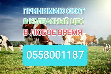 телят: Куплю | Коровы, быки, Лошади, кони | Круглосуточно, Любое состояние, Забитый