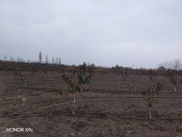 Torpaq sahələrinin satışı: Mülkiyyətçi — 4