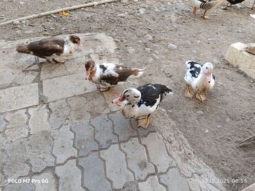 сухие корма для собак: Salam Aleykum təmiz sort Lal ördekler satıram. ☝️ - Şəkillərdə 4 ədəd
