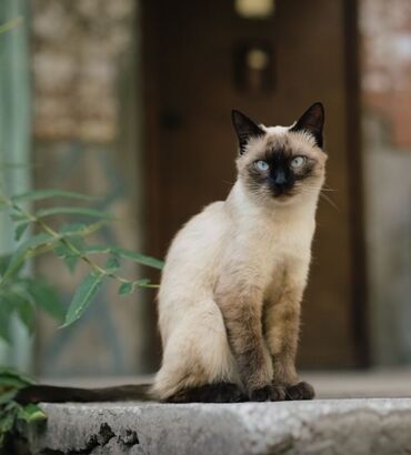 коть: Ищет дом и заботливых родителей очень красивая кошка. Отлично ходит в