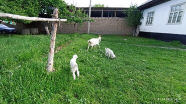 ангорская коза: Продаю | Коза (самка), Козлёнок | Зааненская | Для молока