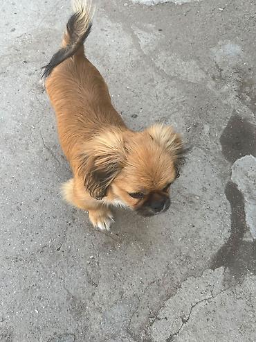shih tzu stenci: Shi-tsu — 10