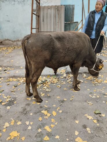 дождевик для мопса: Продаю | Бык (самец) | На откорм | Осеменитель