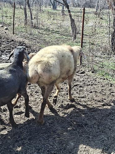 Баран, овца: Продаю | Баран (самец) | Арашан | Для разведения — 16