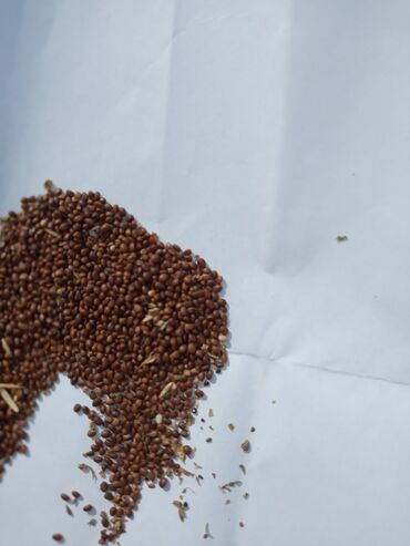 семена чиа глобус бишкек: Шалфей семена мускатный продаю 400 кг и масло 15 литр есть