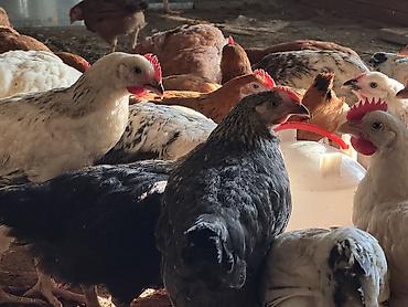 Cücələr: ŞƏKİ DAXİLİNDƏ çatdırılma mümkündür Yetişmiş heyvanlardır. Çəkisi — 3