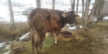 Коровы, быки: Продаю | Корова (самка) | На забой, Для разведения, Для молока